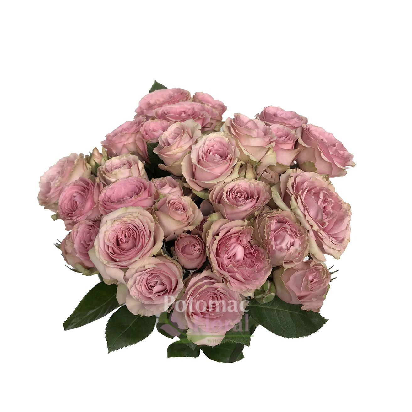 Pink Irishka Antique Pink Spray Rose Potomac Floral Wholesale
